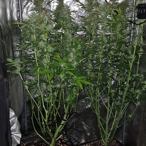 Strawberry Pie Auto growlog timeline photo