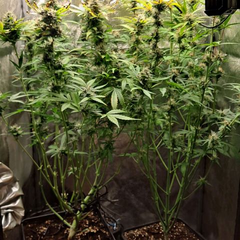 Strawberry Pie Auto growlog timeline photo