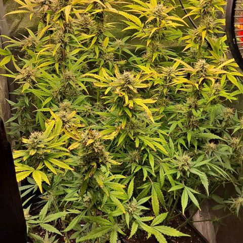 Blueberry Auto growlog timeline photo