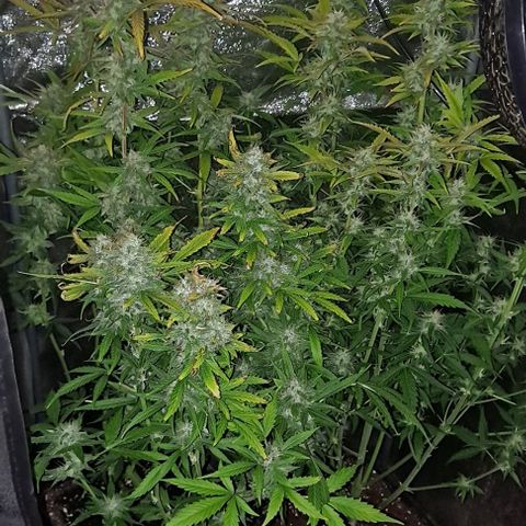 Blueberry Auto growlog timeline photo
