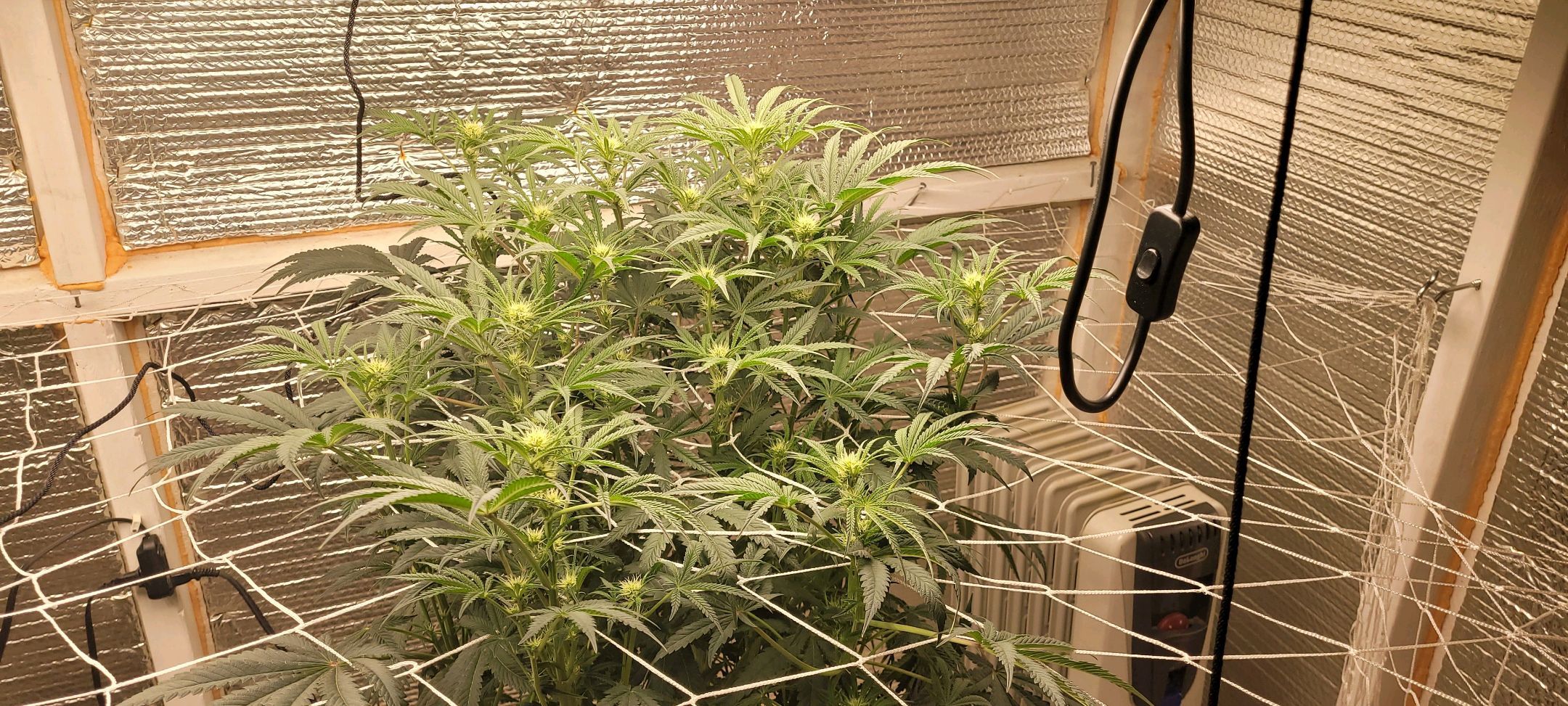 Runtz Auto growlog header