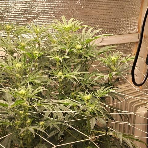Runtz Auto growlog photo