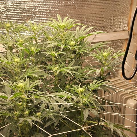 Runtz Auto growlog in Larry