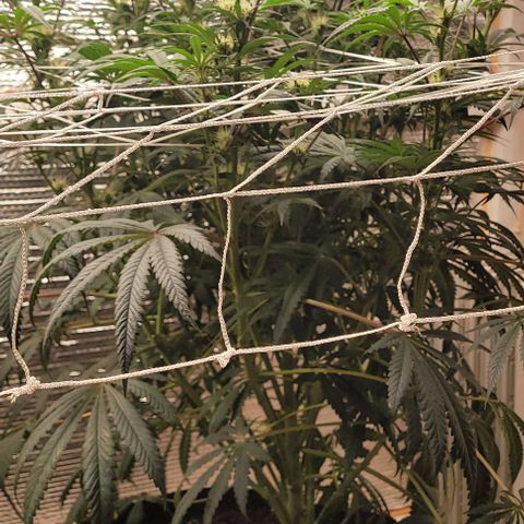 Runtz Auto growlog photo