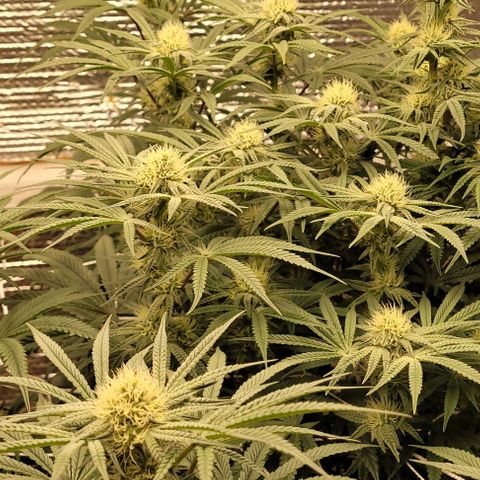 Runtz Auto growlog photo