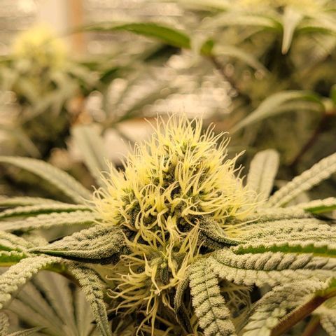 Runtz Auto growlog timeline photo