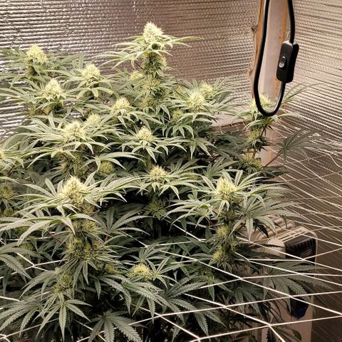 Runtz Auto growlog photo: Sweet canolope smell