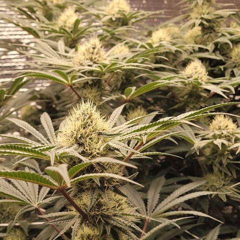 Runtz Auto growlog timeline photo