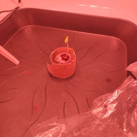 Mr PP growlog timeline photo