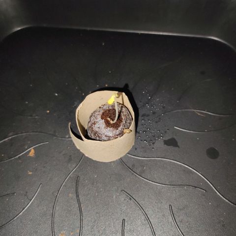 Mr PP growlog timeline photo