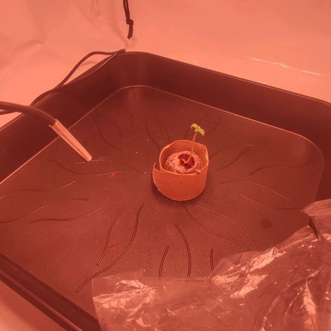 Mr PP growlog timeline photo