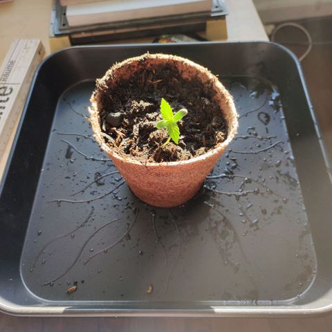 Mr PP growlog timeline photo