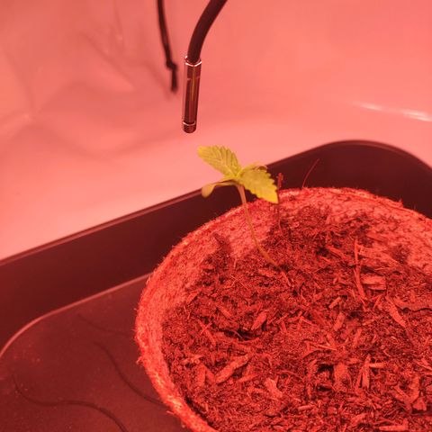 Mr PP growlog timeline photo