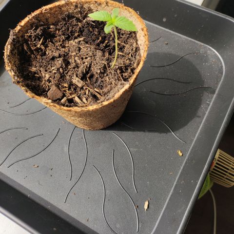Mr PP growlog timeline photo