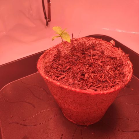 Mr PP growlog timeline photo