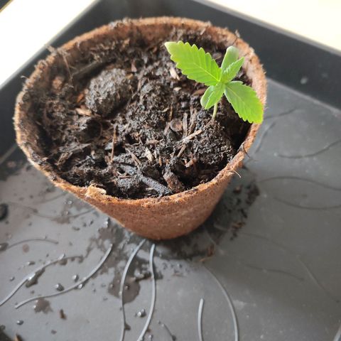 Mr PP growlog timeline photo