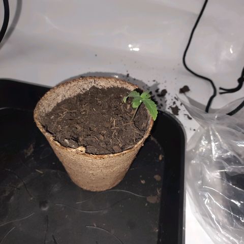 Mr PP growlog timeline photo