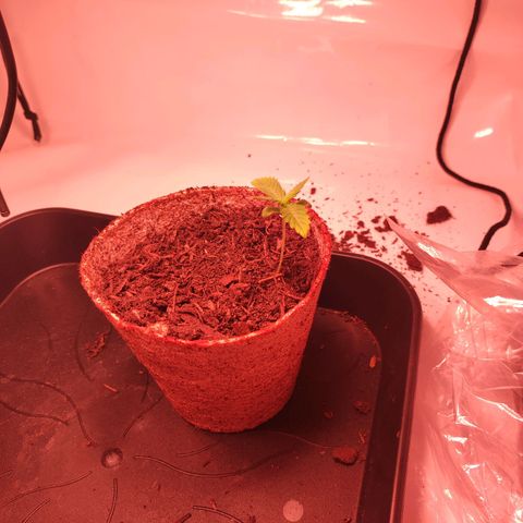 Mr PP growlog timeline photo