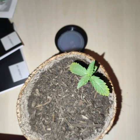Mr PP growlog timeline photo