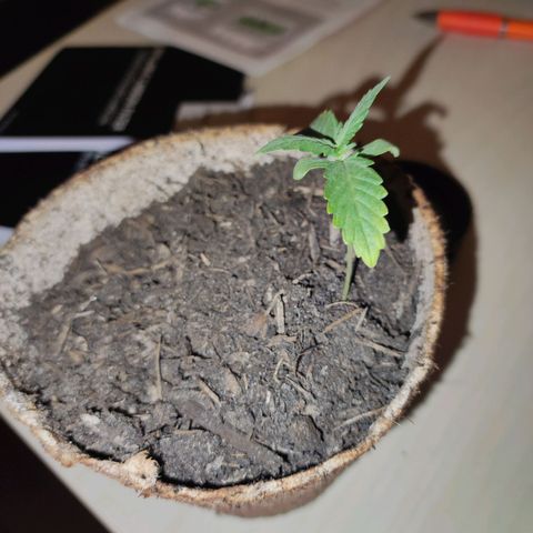 Mr PP growlog timeline photo