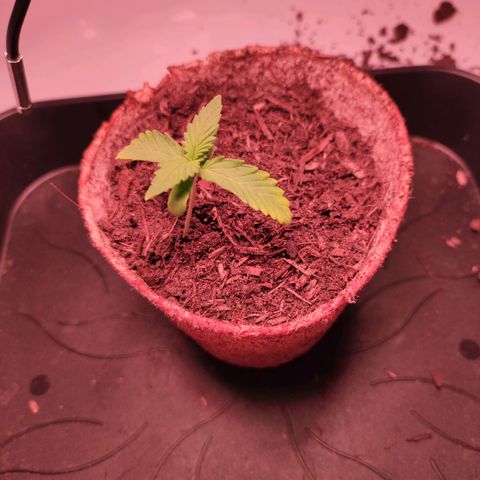 Mr PP growlog timeline photo
