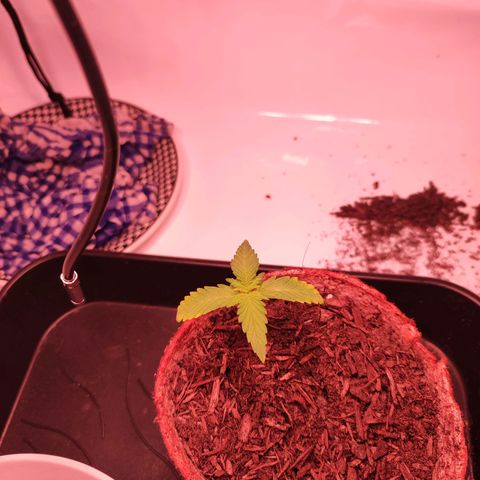 Mr PP growlog timeline photo