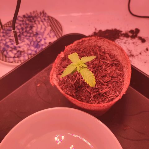 Mr PP growlog timeline photo