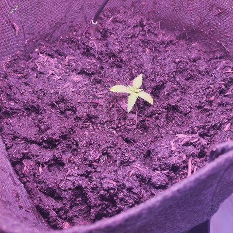 Mr PP growlog timeline photo