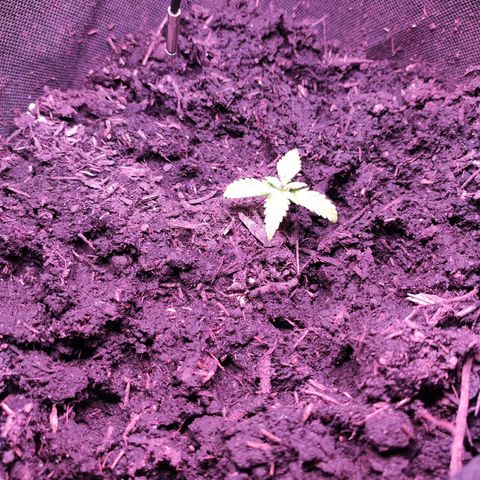Mr PP growlog timeline photo