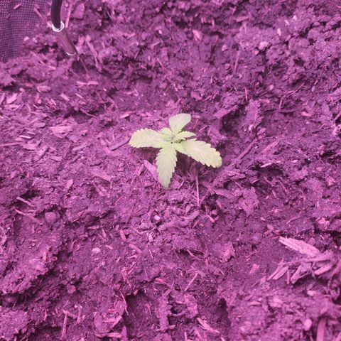 Mr PP growlog timeline photo