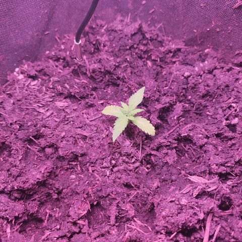 Mr PP growlog timeline photo
