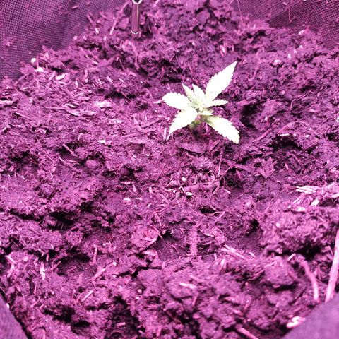 Mr PP growlog timeline photo