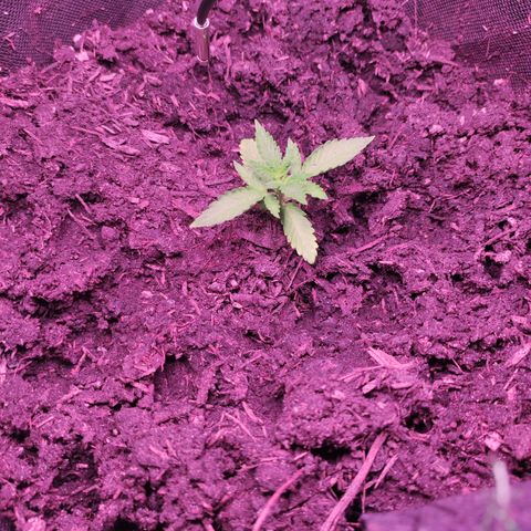 Mr PP growlog timeline photo