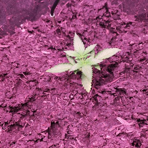 Mr PP growlog timeline photo