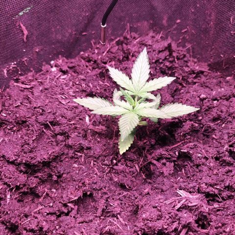 Mr PP growlog timeline photo