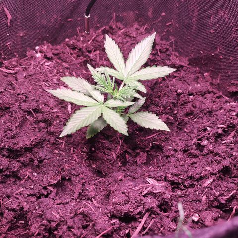 Mr PP growlog timeline photo