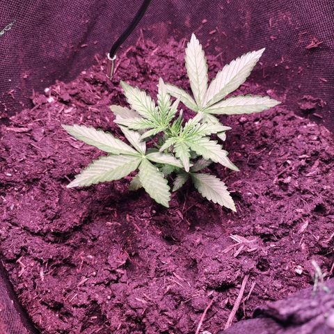 Mr PP growlog timeline photo