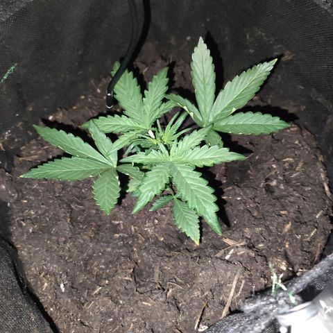 Mr PP growlog timeline photo