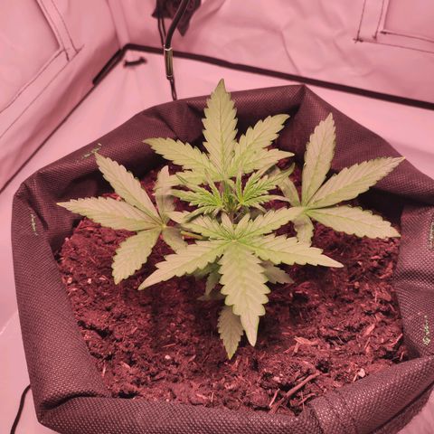Mr PP growlog timeline photo