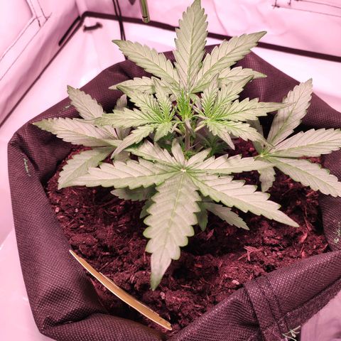 Mr PP growlog timeline photo