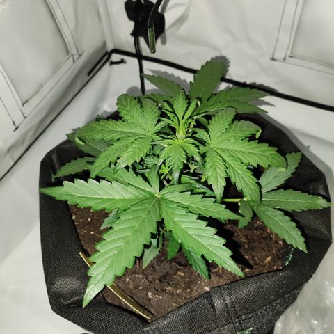 Mr PP growlog timeline photo