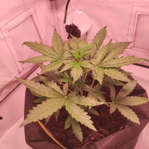 Mr PP growlog timeline photo