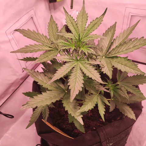 Mr PP growlog timeline photo
