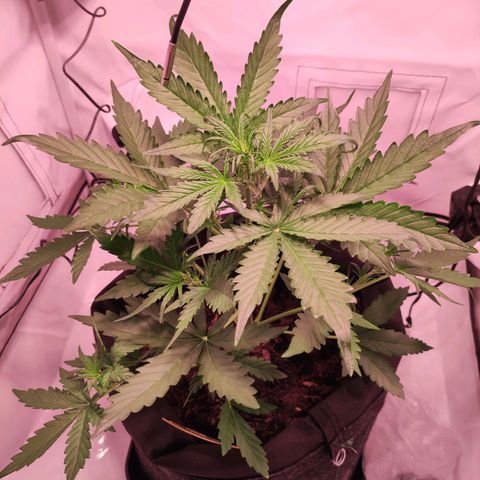Mr PP growlog timeline photo