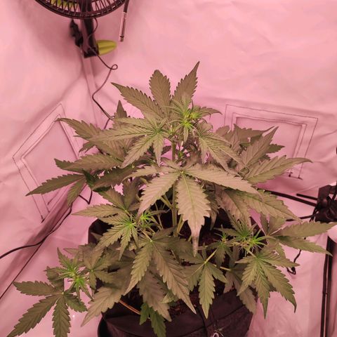 Mr PP growlog timeline photo