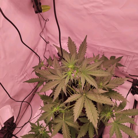 Mr PP growlog timeline photo