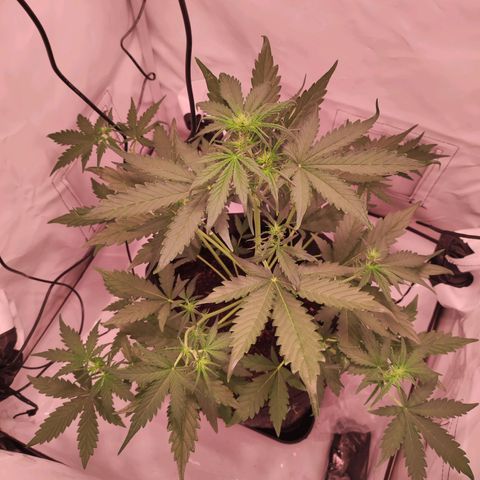 Mr PP growlog timeline photo