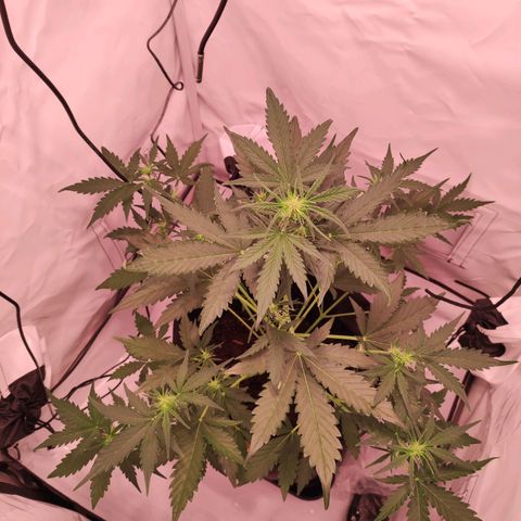 Mr PP growlog timeline photo