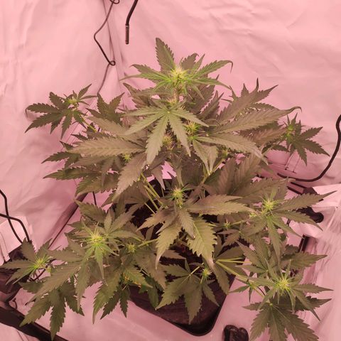 Mr PP growlog timeline photo