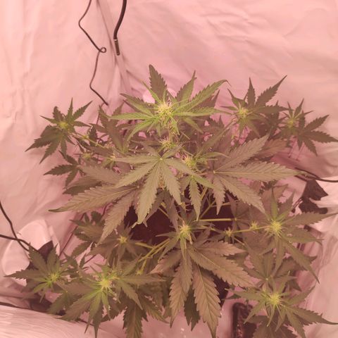 Mr PP growlog timeline photo